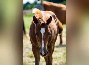 Caballo cuarto de milla, Yegua, 1 año, 163 cm, Alazán
