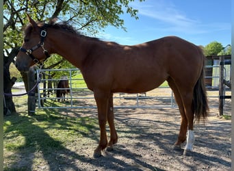 Caballo cuarto de milla, Yegua, 1 año, 163 cm, Alazán