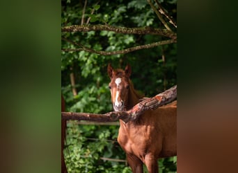 Caballo cuarto de milla, Yegua, 1 año, 163 cm, Alazán