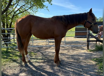 Caballo cuarto de milla, Yegua, 1 año, 163 cm, Alazán