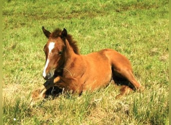 Caballo cuarto de milla, Yegua, 1 año, 163 cm, Alazán