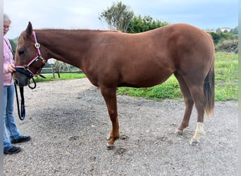 Caballo cuarto de milla, Yegua, 1 año, 163 cm, Alazán