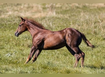 Caballo cuarto de milla, Yegua, 1 año, Alazán