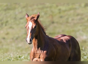 Caballo cuarto de milla, Yegua, 1 año, Alazán