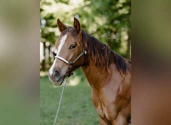 Caballo cuarto de milla, Yegua, 1 año, Alazán