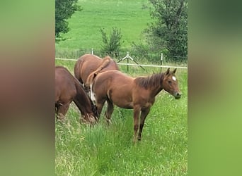 Caballo cuarto de milla, Yegua, 1 año, Alazán