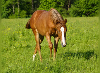 Caballo cuarto de milla, Yegua, 1 año, Alazán