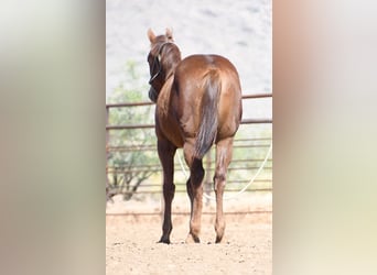 Caballo cuarto de milla, Yegua, 1 año, Alazán-tostado