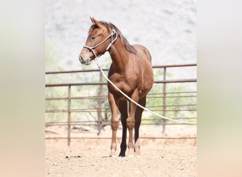 Caballo cuarto de milla, Yegua, 1 año, Alazán-tostado