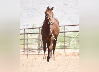 Caballo cuarto de milla, Yegua, 1 año, Alazán-tostado