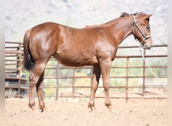 Caballo cuarto de milla, Yegua, 1 año, Alazán-tostado