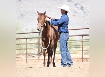 Caballo cuarto de milla, Yegua, 1 año, Alazán-tostado