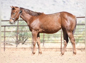 Caballo cuarto de milla, Yegua, 1 año, Alazán-tostado
