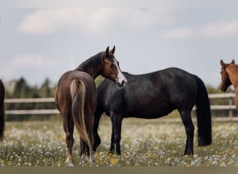 Caballo cuarto de milla, Yegua, 1 año, Alazán-tostado