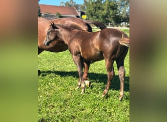 Caballo cuarto de milla, Yegua, 1 año, Alazán-tostado