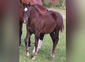 Caballo cuarto de milla, Yegua, 1 año, Alazán-tostado