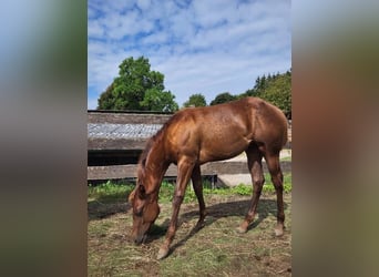 Caballo cuarto de milla, Yegua, 1 año, Alazán-tostado
