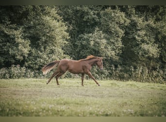 Caballo cuarto de milla, Yegua, 1 año, Alazán-tostado