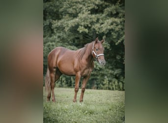 Caballo cuarto de milla, Yegua, 1 año, Alazán-tostado