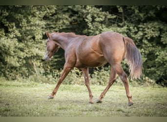 Caballo cuarto de milla, Yegua, 1 año, Alazán-tostado
