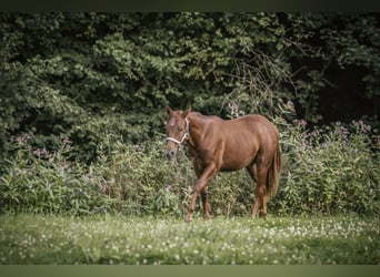 Caballo cuarto de milla, Yegua, 1 año, Alazán-tostado
