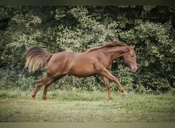 Caballo cuarto de milla, Yegua, 1 año, Alazán-tostado