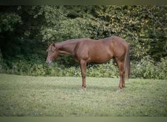 Caballo cuarto de milla, Yegua, 1 año, Alazán-tostado