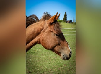 Caballo cuarto de milla, Yegua, 1 año, Alazán