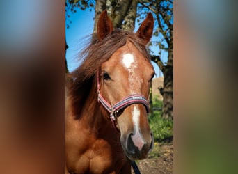Caballo cuarto de milla, Yegua, 1 año, Alazán
