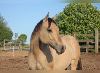 Caballo cuarto de milla, Yegua, 1 año, Bayo