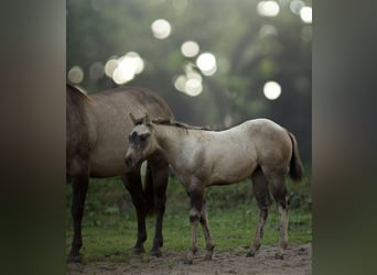 Caballo cuarto de milla, Yegua, 1 año, Buckskin/Bayo