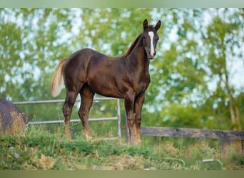 Caballo cuarto de milla, Yegua, 1 año, Castaño oscuro