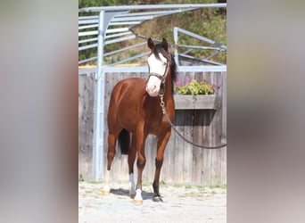 Caballo cuarto de milla, Yegua, 1 año, Castaño