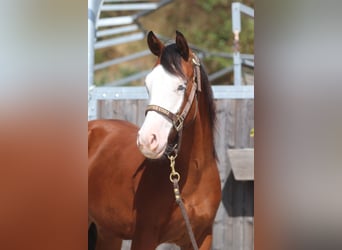 Caballo cuarto de milla, Yegua, 1 año, Castaño