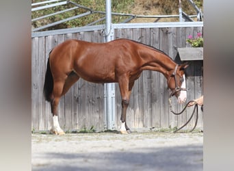 Caballo cuarto de milla, Yegua, 1 año, Castaño