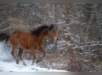 Caballo cuarto de milla, Yegua, 1 año, Castaño rojizo
