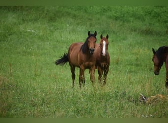 Caballo cuarto de milla, Yegua, 1 año, Castaño rojizo