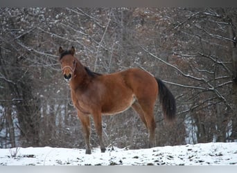 Caballo cuarto de milla, Yegua, 1 año, Castaño rojizo