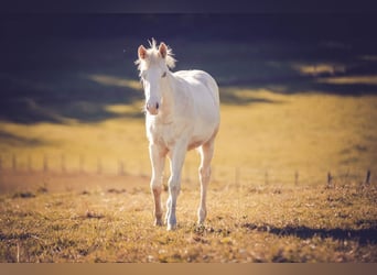 Caballo cuarto de milla, Yegua, 1 año, Champán