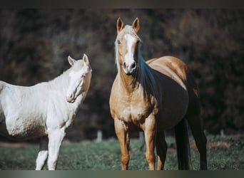 Caballo cuarto de milla, Yegua, 1 año, Champán