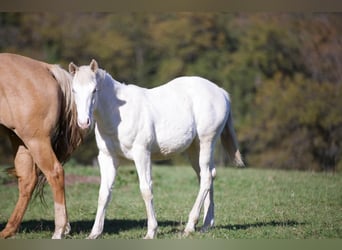 Caballo cuarto de milla, Yegua, 1 año, Champán