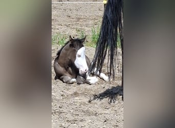Caballo cuarto de milla, Yegua, 1 año, Negro