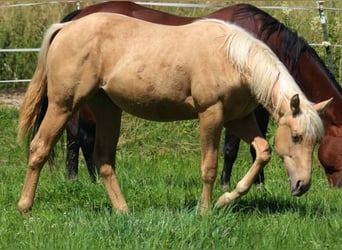 Caballo cuarto de milla, Yegua, 1 año, Palomino