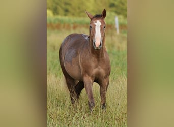 Caballo cuarto de milla, Yegua, 1 año, Ruano alazán