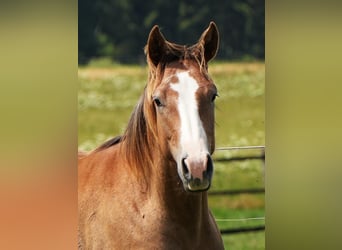 Caballo cuarto de milla, Yegua, 1 año, Ruano alazán