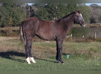 Caballo cuarto de milla, Yegua, 1 año, Tordo