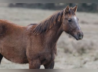 Caballo cuarto de milla, Yegua, 1 año, Tordo