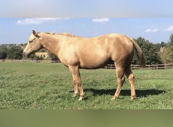 Caballo cuarto de milla, Yegua, 20 años, 150 cm