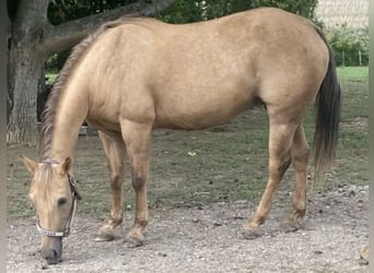 Caballo cuarto de milla, Yegua, 20 años, 150 cm