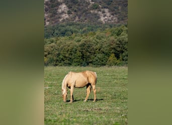 Caballo cuarto de milla, Yegua, 20 años, Palomino